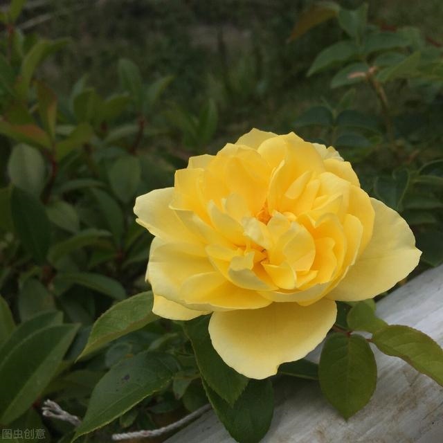 7年蛇女2022年真爱，77年蛇女2022