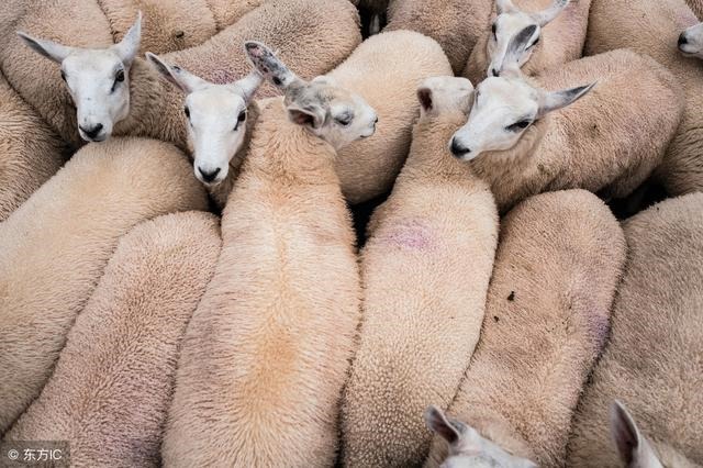 生肖羊一辈子的贵人，79年属羊42岁有个劫