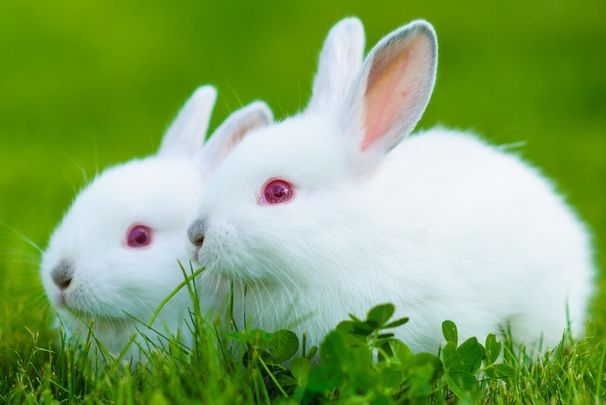 属兔男的运势到2022年能好吗,属虎2022年运势及运程每月运程