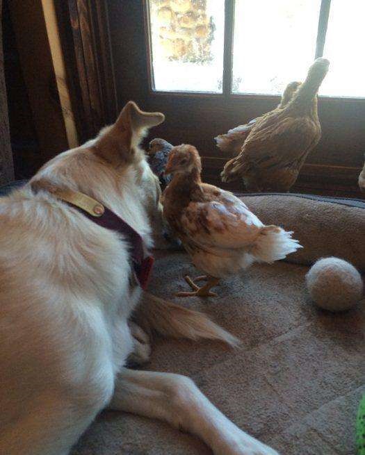 鸡狗真的不能结婚吗，1993女鸡1994男狗婚配