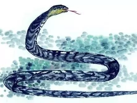 022年属蛇多少岁了，属蛇2022年运势及运程"