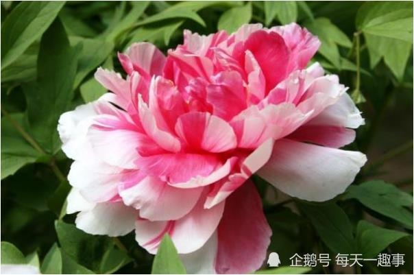 属蛇人生于八月，属蛇8月出生的命运