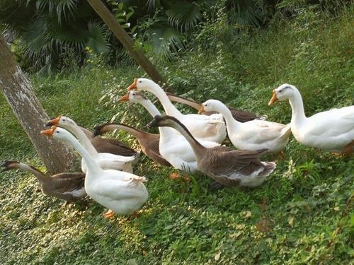 属蛇怕什么属相，属蛇的跟什么属相犯冲