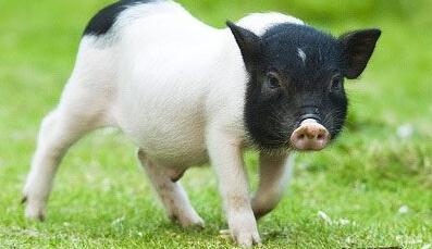 属猪的人今年运气怎么样，95属猪2022 年下半年运势