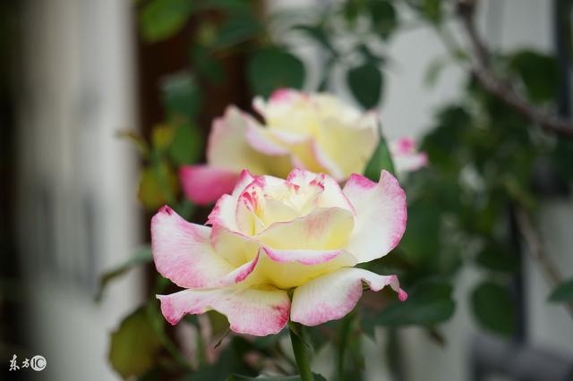 5年属兔11月财运,87年属兔34岁有一劫2022"