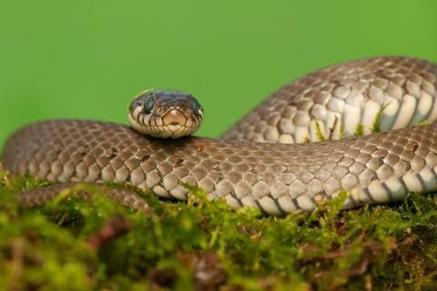 001年属蛇女孩什么命,2001年出生的人是什么命"