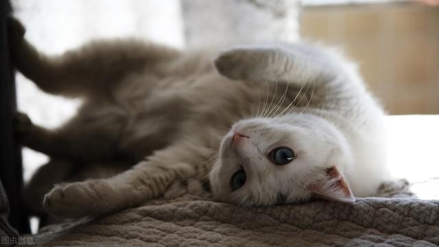 蛇为什么有9条命，猫有九条命读后感