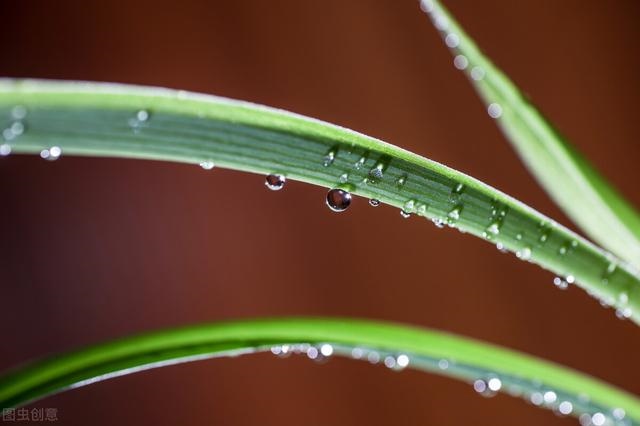 4年狗2022年必有一难，2023属狗人全年运势女"