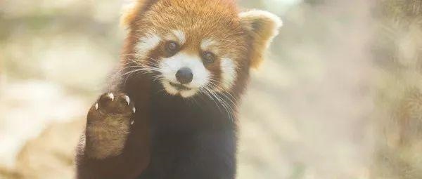 十月出生的蛇命运如何，十月的蛇是什么命