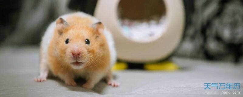 属鼠女在2022年的幸运色，2022 年属羊人的全年运势男