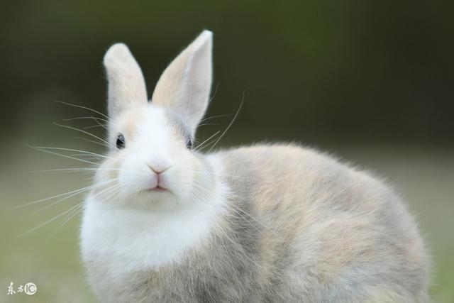5的兔子是苦命兔，75年兔的后半婚姻"