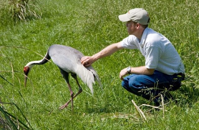 虎和蛇做夫妻好不好，男属虎女属蛇婚配情况