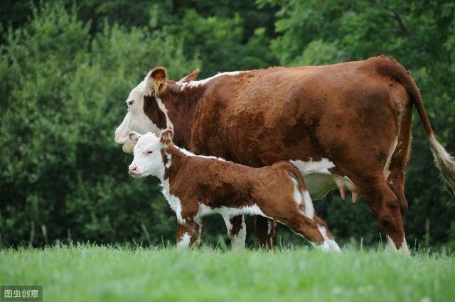 羊蛇是羊还是蛇，属蛇和属羊的合不合