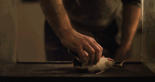 属鼠的人为什么怕老鼠，属鼠的最怕什么属相