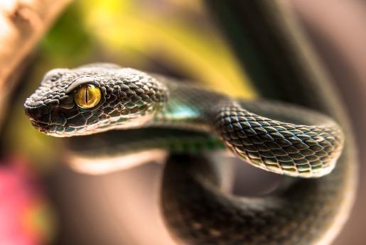 7年属蛇人2022年命运,1977年属蛇人2022