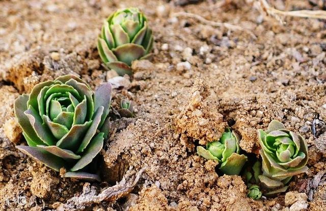 属蛇今天的财运如何，属蛇的今年财运好不好