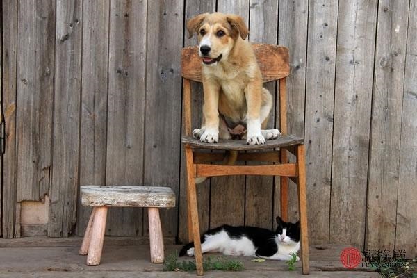 994年属狗男孩子姻缘，94年属狗男更佳婚配"