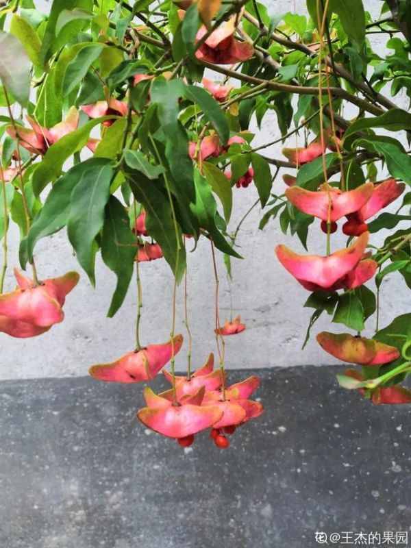 属蛇人家中适合挂哪些画，属蛇的人卧室挂什么画适合