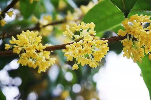 几月出生的蛇从小苦到老，2001年的4月蛇命苦吗