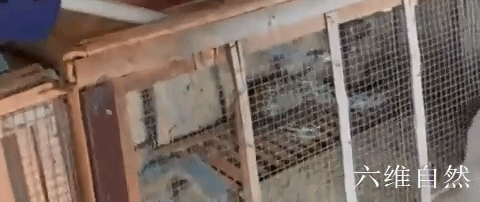 小兔子被蛇做到哭，当一只兔子救了一条蛇