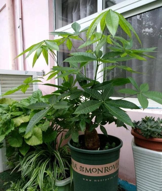 属蛇人客厅摆什么花好，属蛇的家里养什么植物好