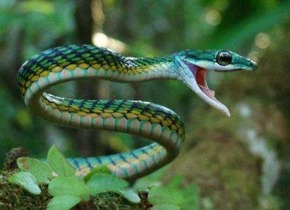 属蛇的人命是不是不好,77年属蛇的女人命好吗