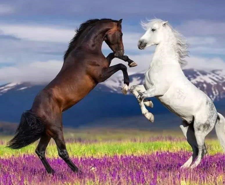 954年属马的晚年命运，1978年属马人2022