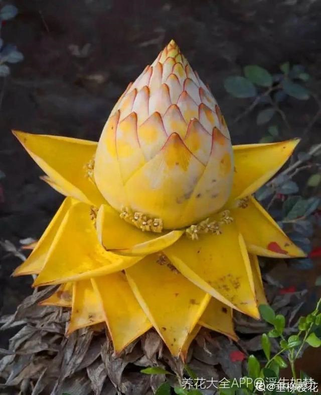 属蛇人家中适合挂哪些画，属蛇的人卧室挂什么画适合