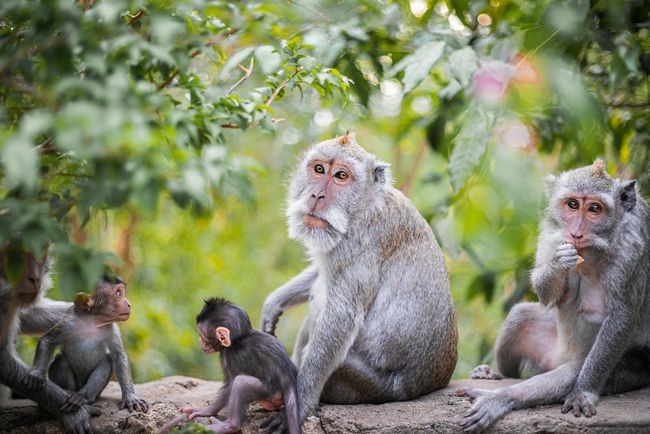 属蛇男跟属猴女，属蛇的更佳婚配属相