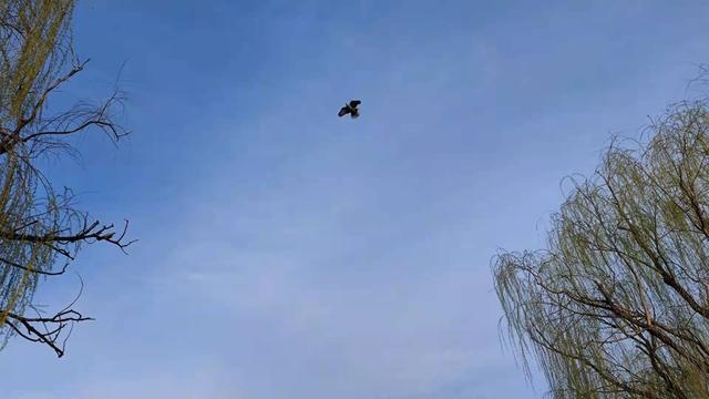 虚岁85属什么，属鼠85岁那年出生