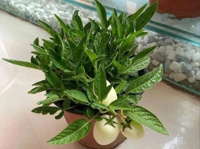 属蛇人家中适合挂哪些画，属蛇的人卧室挂什么画适合