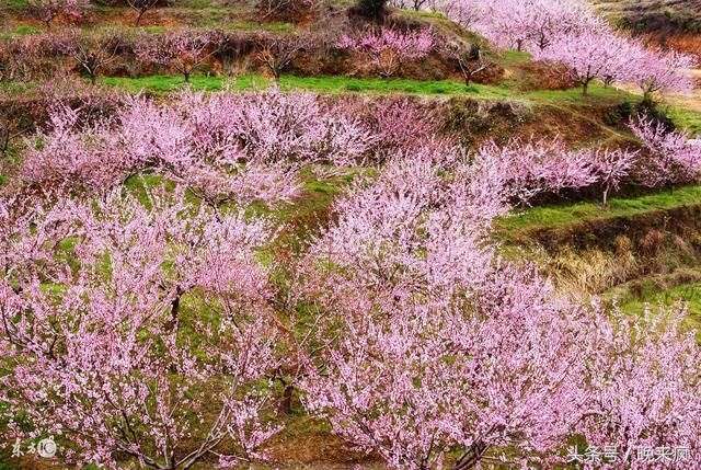 公鸡是辟邪的吗,公鸡为什么能辟邪