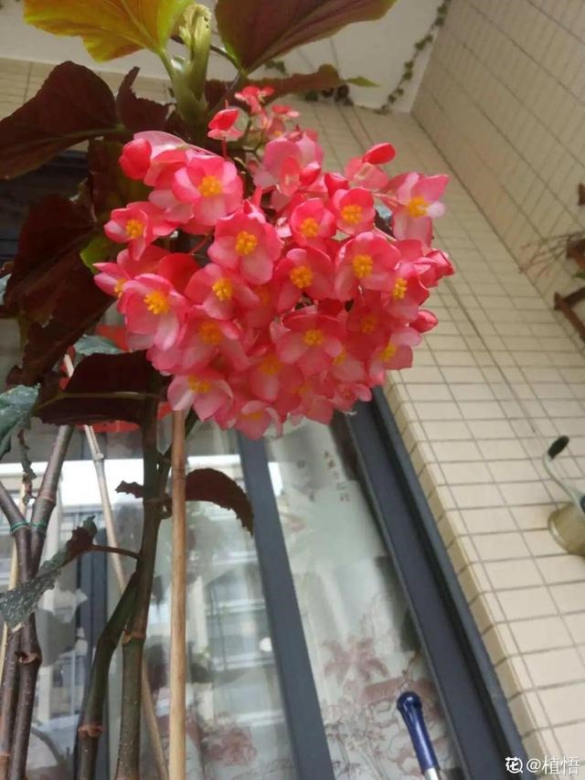 属蛇人家中适合挂哪些画，属蛇的人卧室挂什么画适合