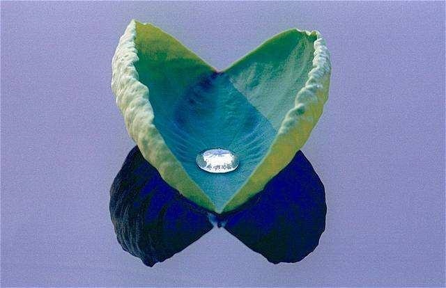 情商低的生肖女,哪个生肖女情商高