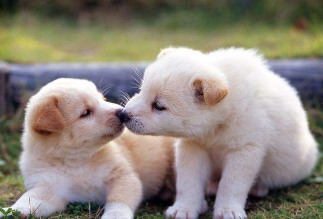 生肖狗的年份有哪几年，狗年出生的人有哪些年