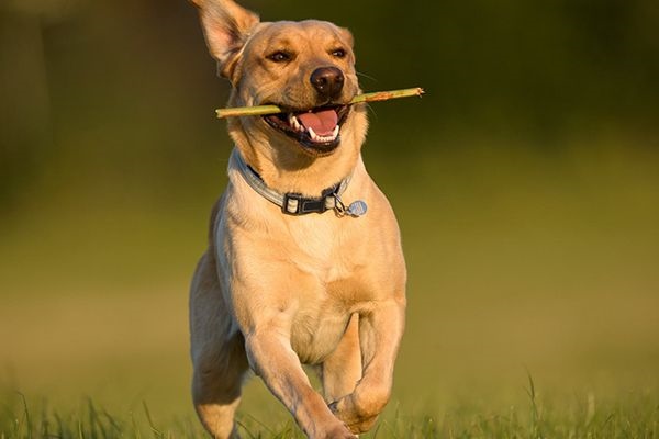 2年的狗下半年运势，2022年生肖狗运势详解"