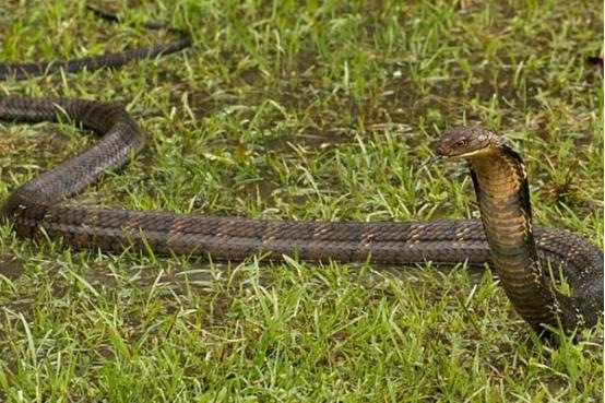 为什么属蛇智商排之一蛇图，射手座智商高的可怕