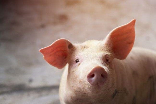 猪年生人2022年运势及运程，2022年最旺的生肖