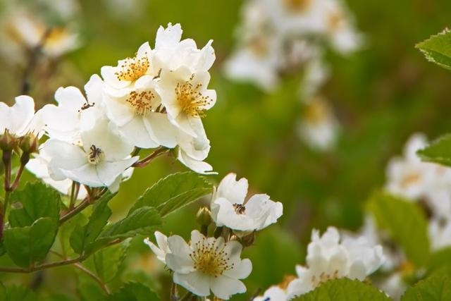 022属猪女全年运势1982，2022