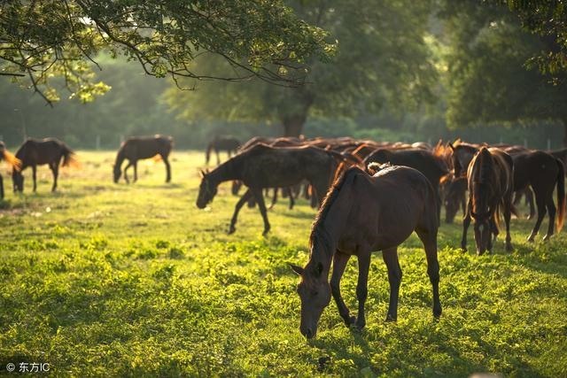 978属马八字预测，属马1978年四十以后命"