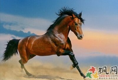 属马女喜欢什么男人,属马女喜欢用什么试探对方