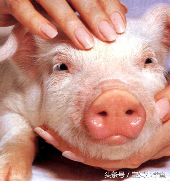 属猪女人更大靠山是谁,71年属猪50岁有一灾