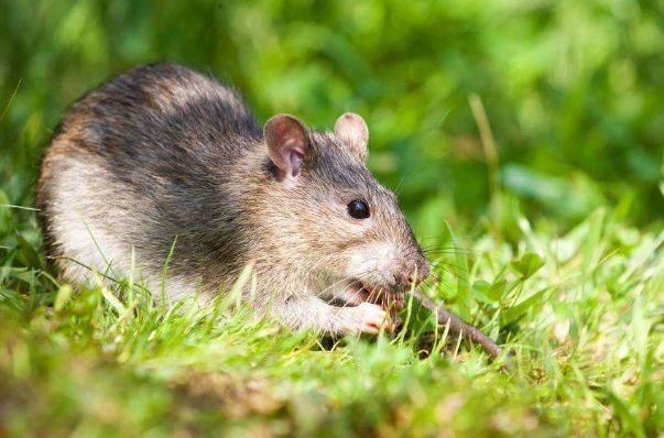 008年属鼠几月出生更好命运，1981属鸡人40岁到49岁运程"