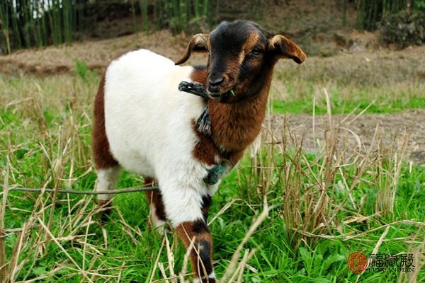 994年狗和1991羊婚配，羊狗相刑早死一个"