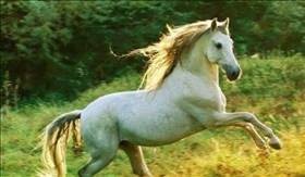 4岁属马的运势，属马人2022年运势运程"