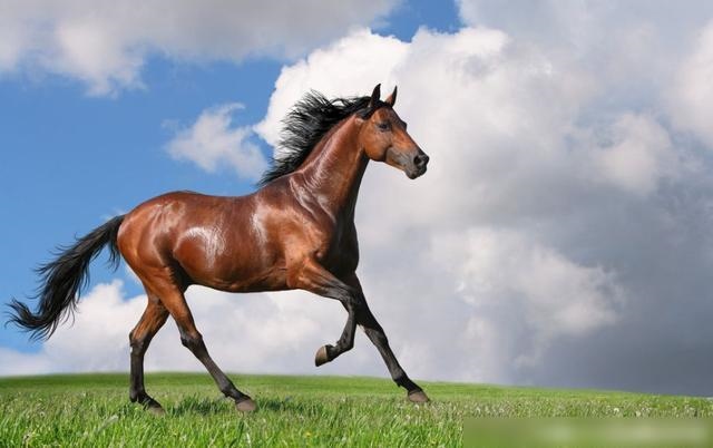 4岁属马的运势，属马人2022年运势运程"