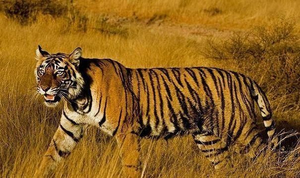 4年属虎女2022年以后运气，农历19741225虎女运势"