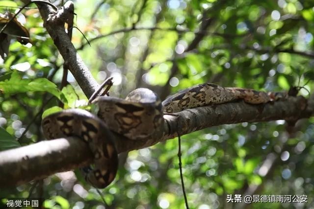 十一月份还有蛇出没吗，梦见蛇还有血