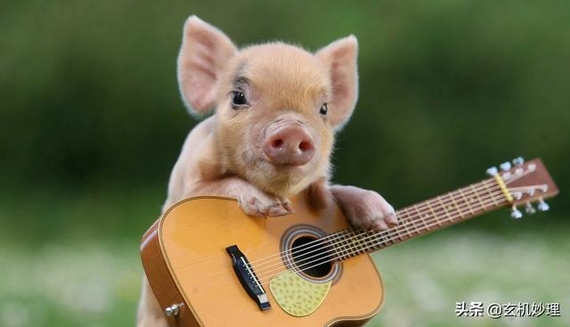 今天属虎的运势如何，今天运势及财运