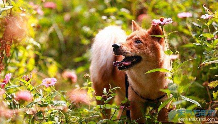 022年属狗女运势，1970年的女人每月运程"